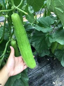 只想做吃瓜群众什么意思,做一名吃瓜群众的自我修养