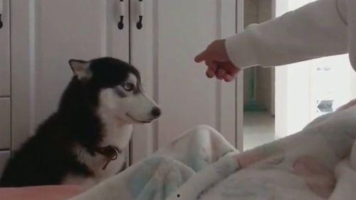 吃瓜群众强做鬼脸二哈,二哈萌态尽显